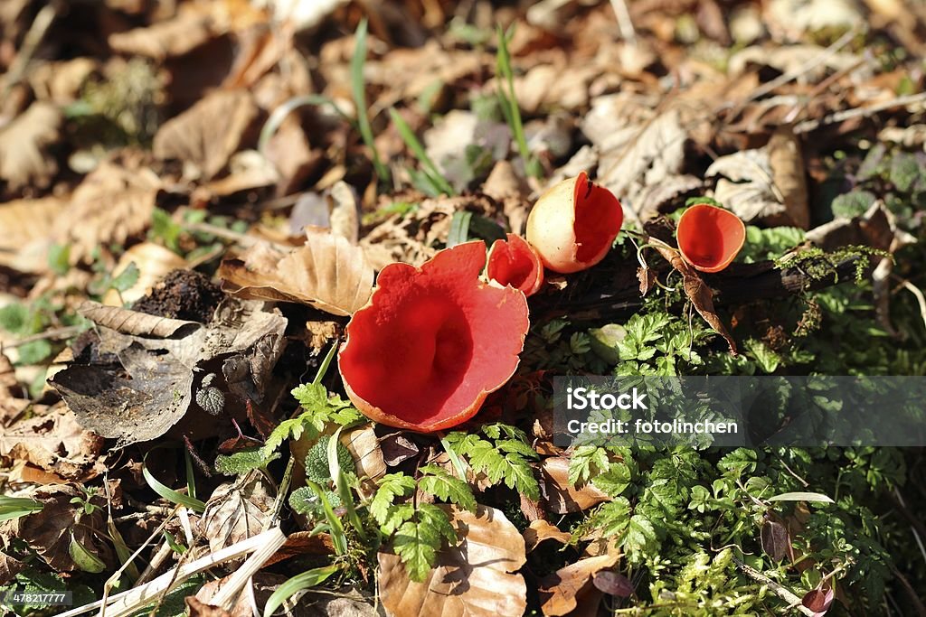 Cup-Pilz-Sarcoscypha coccinea Pilzen - Lizenzfrei Fotografie Stock-Foto