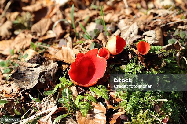 Cuppilzsarcoscypha Coccinea Pilzen Stockfoto und mehr Bilder von Fotografie - Fotografie, Horizontal, Klein