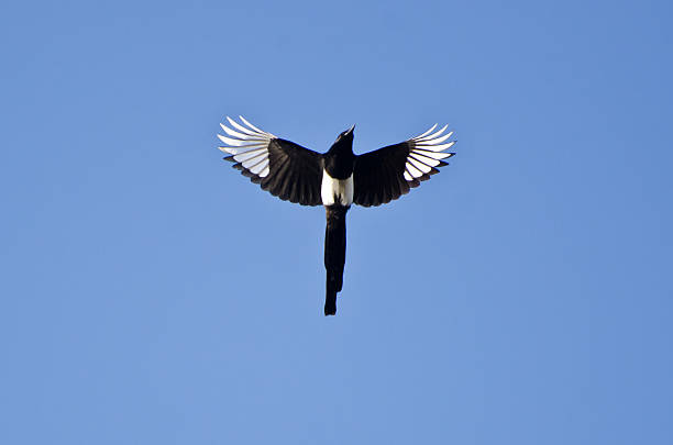 Nero-fattura Gazza volare nel cielo blu - foto stock