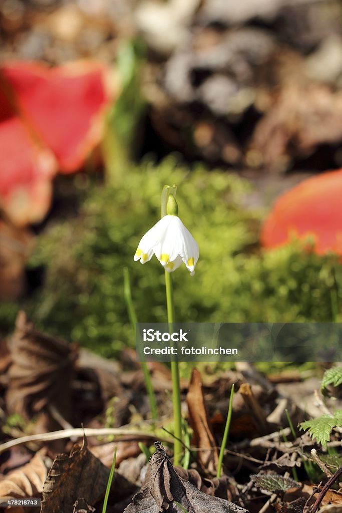 Leucojum vernum Blume - Lizenzfrei Blume Stock-Foto