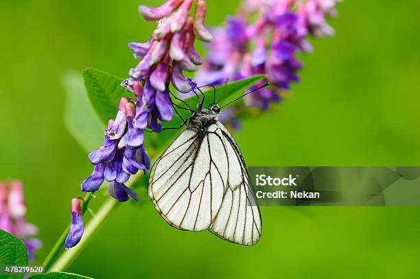 Beautiful Butterfly On Flowers Stock Photo - Download Image Now - Animal Antenna, Animal Body Part, Animal Wildlife