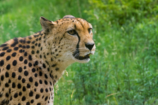 Cheetah Stock Photo - Download Image Now - 2015, Africa, Animal - iStock