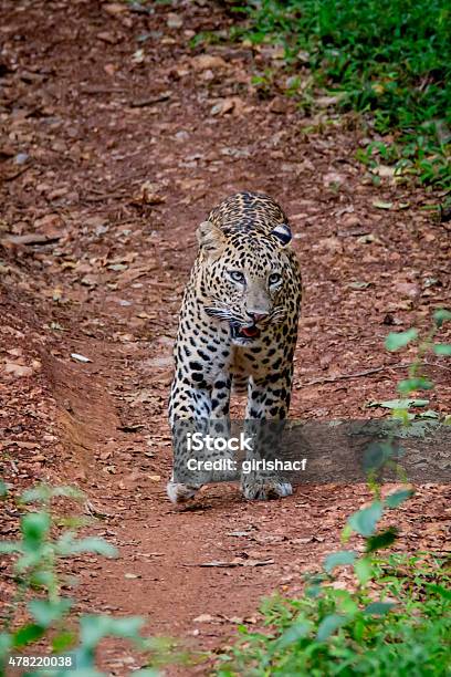 Leopard Stride Stock Photo - Download Image Now - 2015, Animal, Animal Body  Part - iStock