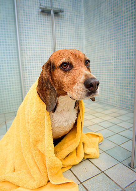 istock Unhappy beagle dog after shower / bath 478220058