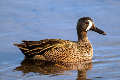 Pacific black duck swimming on the lake