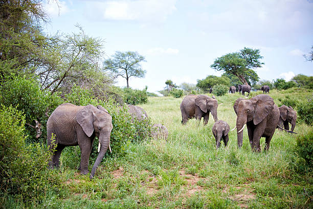 istock Elephants and young in the Tarangire 478222438