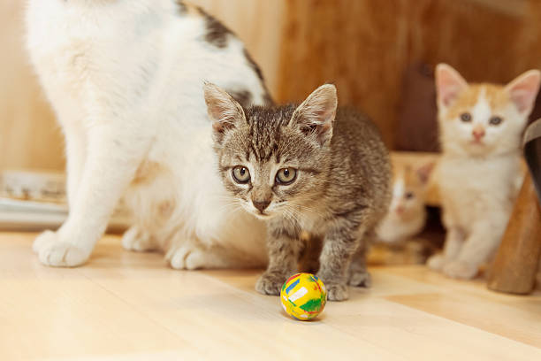 juegue con bola - mehrere tiere fotografías e imágenes de stock