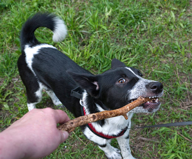 istock Black and white dog gnawing stick 478222874