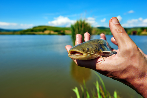 unrecognizable man hands holding catfish.hobby concept, leisure activity, water sport. summer season.outdoors shot.