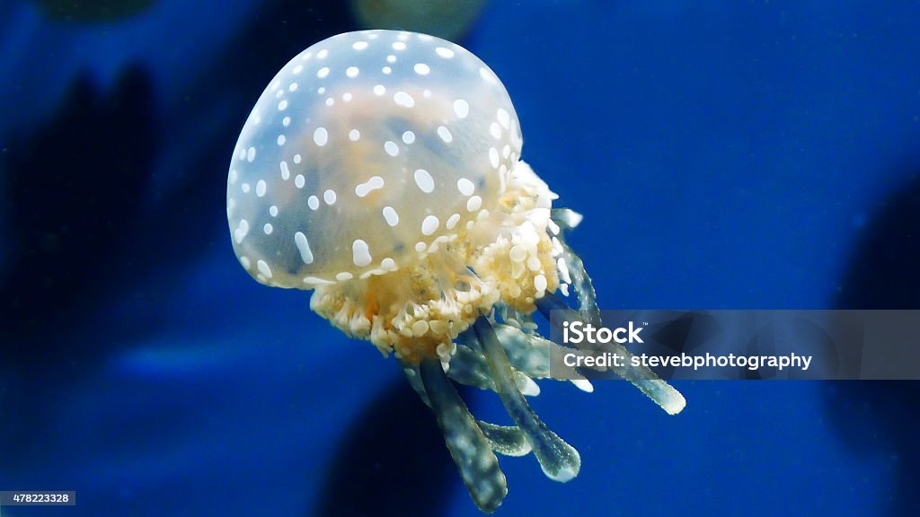 White spotted Jellyfish Close up of a White Spotted Jellyfish 2015 Stock Photo