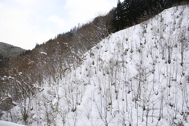 istock Winter Landscape with Snow and Trees 478223447