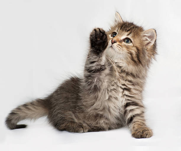 istock Fluffy Siberian striped kitten playing on gray 478223476