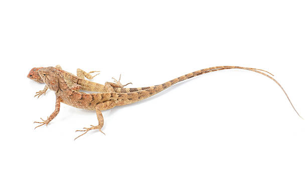 istock Close up chameleon isolated on white background 478223479