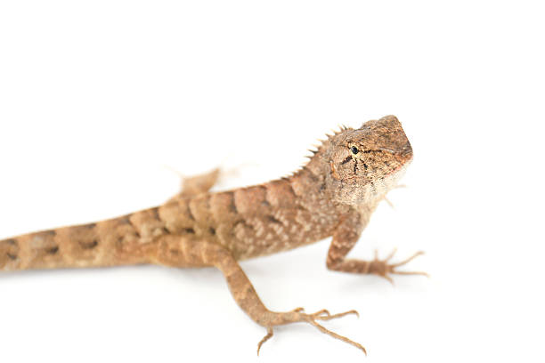 istock Close up chameleon isolated on white background 478223515