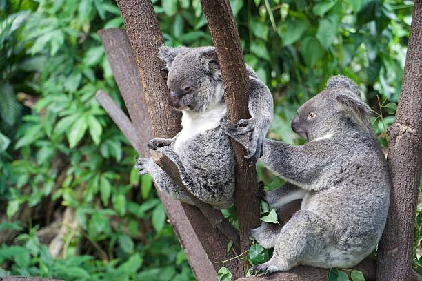 istock Pair of Koalas in a tree 478223516