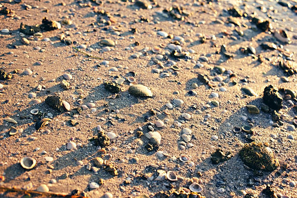Atlantic Florida Sanibel Island Harbor ocean tropical beauty oceanscape sand and shells