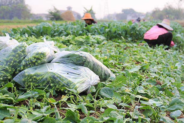 istock Green kale in field,Thailand 478223853