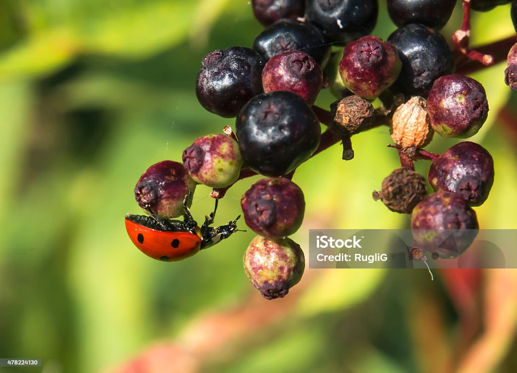 Ladybug on elderberry 2015 Stock Photo