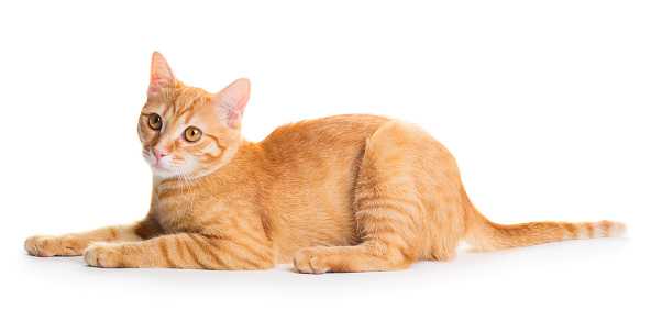 Little cute red cat isolated on white background