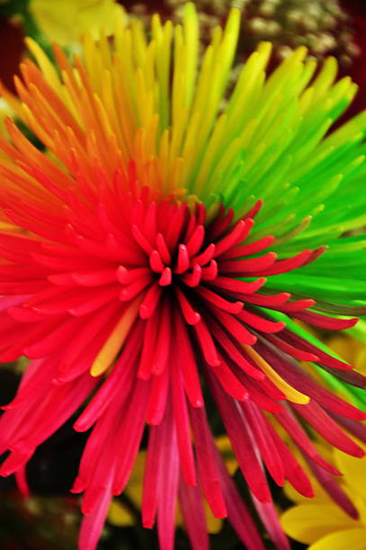 flores arrangment - daisey white flower group of people fotografías e imágenes de stock