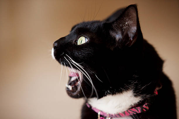 istock Profile Of Cat With Mouth Open 478224491