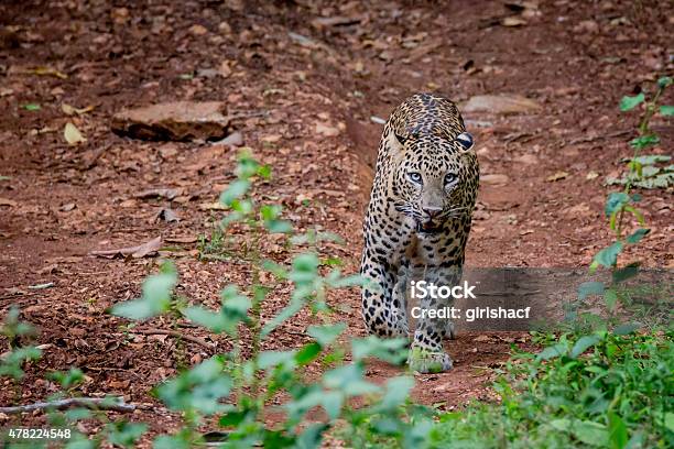 Leopard Stalking In Forest Stock Photo - Download Image Now - 2015, Animal,  Animal Body Part - iStock