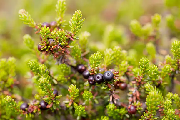 Low mat-forming shrub, 15-45cm; young twigs reddish. leaves crowded, linear-oblong, deep shiny green, margins rolled under. Flowers pink or purplish, tiny, 1-2mm, at base of leaves, 6-petalled, dioecious. Fruit rounded black berry, green at first, 5-6mm.