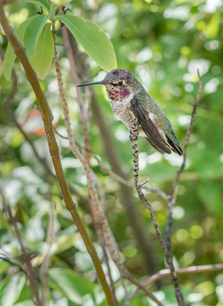 istock Juvenile Costa's hummingbird 478224995