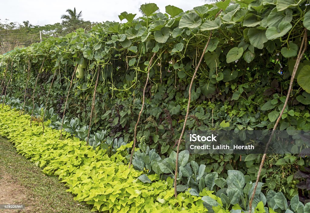Organic vegetable garden Agricultural Field Stock Photo