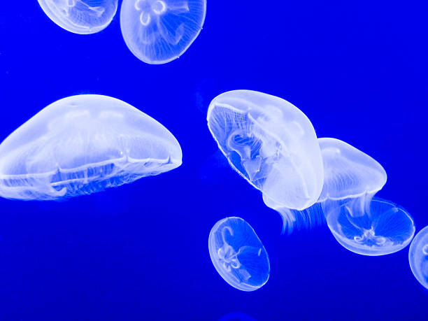 Jellyfish in deep in blue stock photo