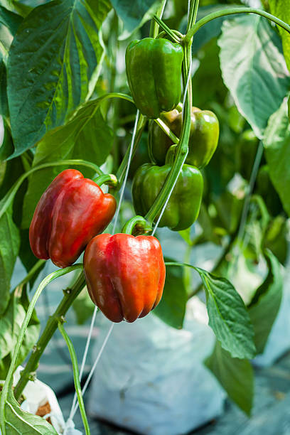 kuvapankkikuvat ja rojaltivapaat kuvat aiheesta punaiset paprikat kasvihuoneessa - pepper plant