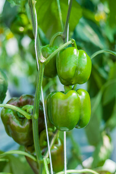 istock green sweet pepper in greenhouse 478226231