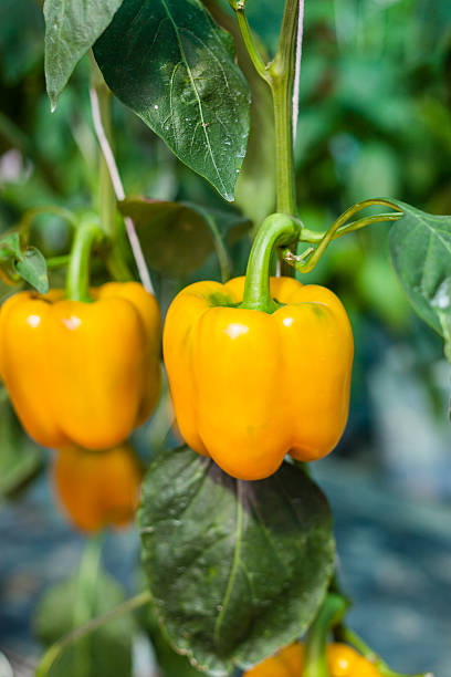 istock Yellow sweet pepper in greenhouse 478226233
