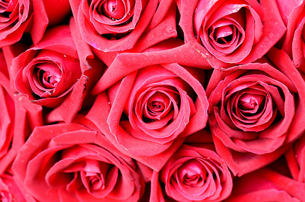 istock many red roses shot in shallow DOF 478226281