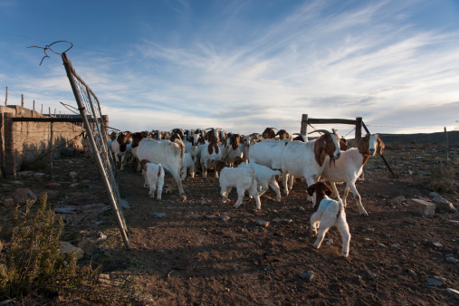 Goats returning to the kraal on a Karoo farm in Western Cape South Africa