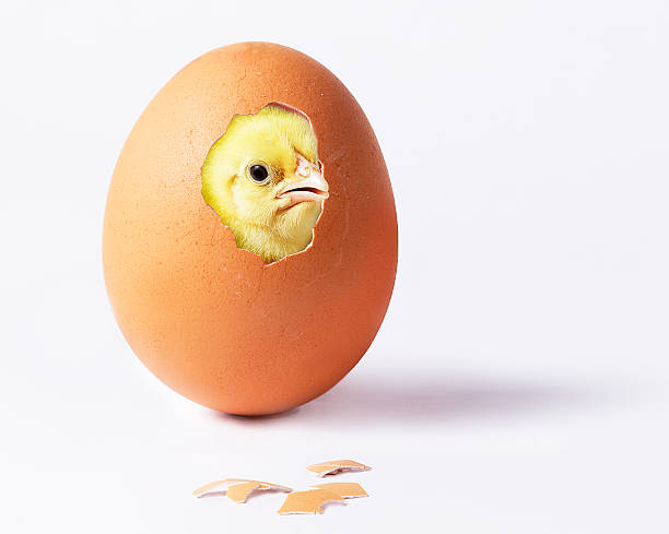 chick y huevo - chicken yellow isolated young animal fotografías e imágenes de stock