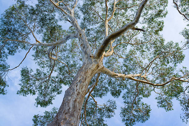 istock Canopy of big Australian Eucalyptus tree 478227168