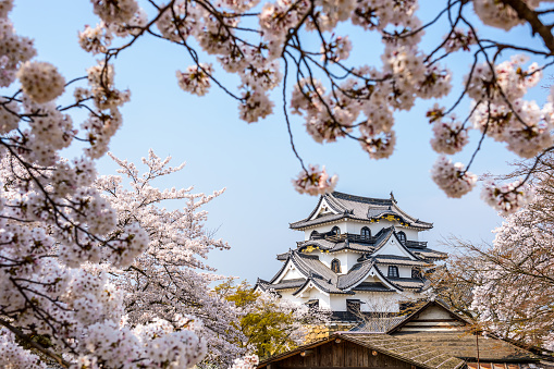 Hikone, Japan - April 10, 2014: Hikone Castle during spring season. The castle was completed in 1622 and is one of the oldest original-construction castles in the country.
