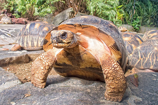istock Indian Star Tortoises - Geochelone elegans 478227599