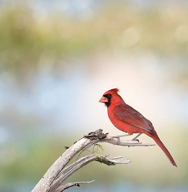 istock Male Northern Cardinal 478227756