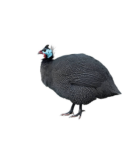 istock Helmeted Guinea Fowl 478227758