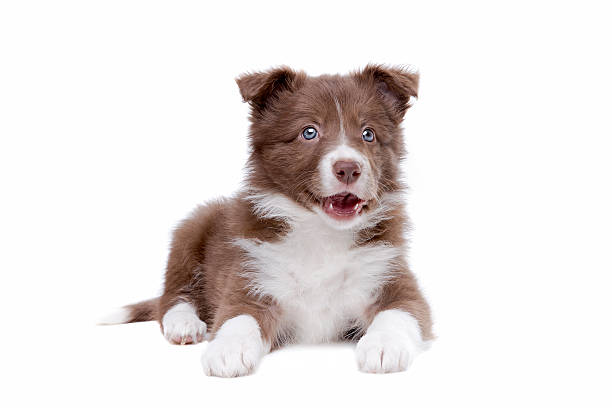 istock Border Collie puppy dog 478228134