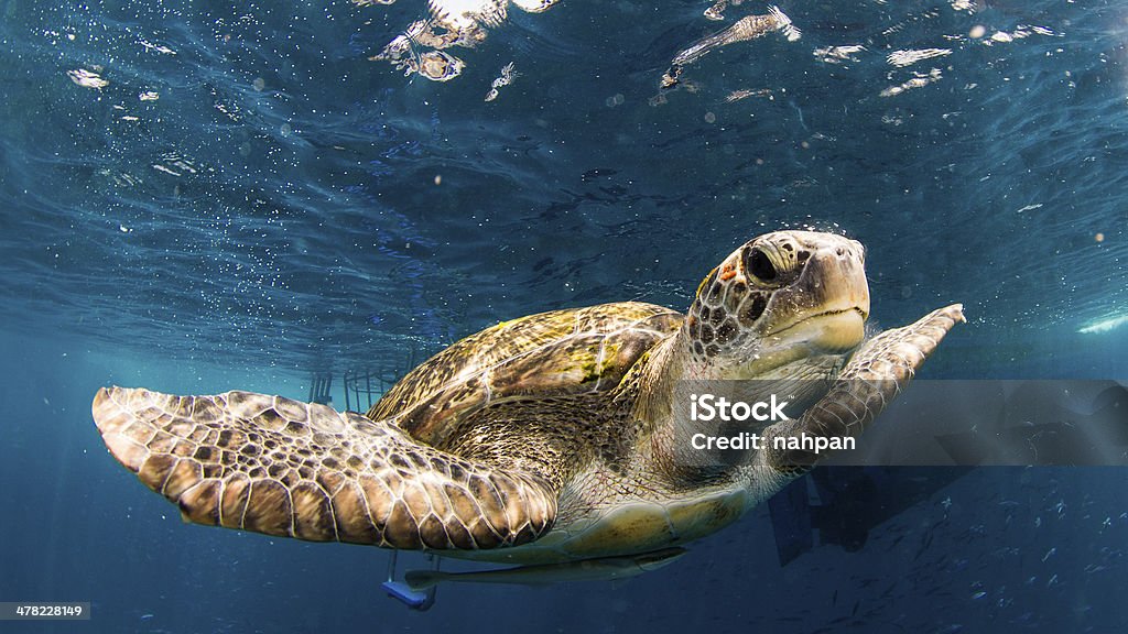 similan Underwater of Addaman sea of Thailand Animal Wildlife Stock Photo