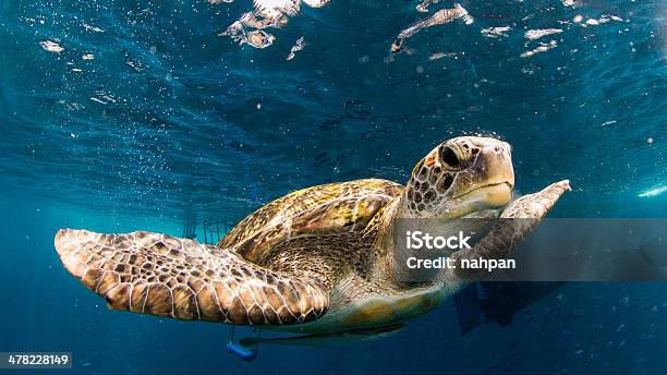 Similan Stock Photo - Download Image Now - Animal Wildlife, Animals In The Wild, Horizontal