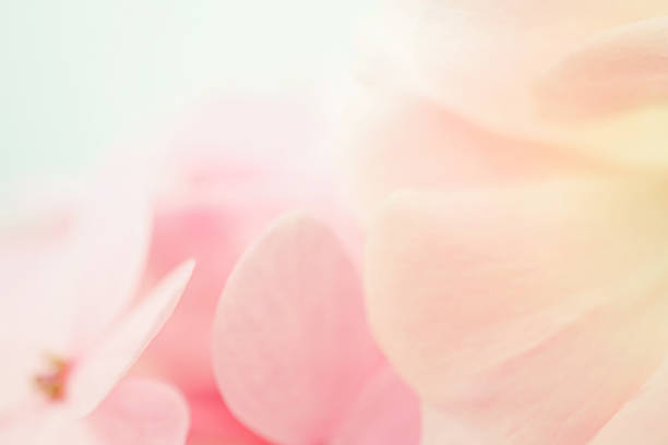 istock sweet color rose and hydrangeas in soft blur style 478228186