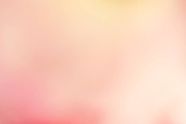 istock sweet color rose and hydrangeas in soft blur style 478230542