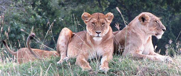 Lions, Masai Mara stock photo