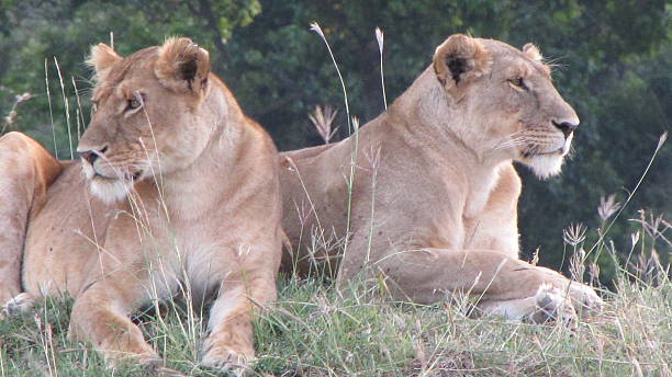 istock Lion family, Masai Mara 478230920