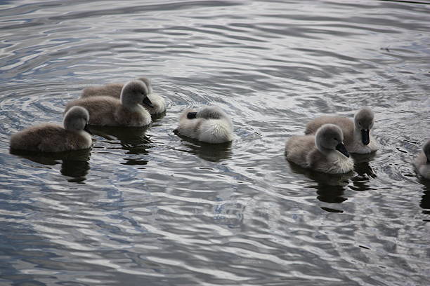 istock Swans, Chicks, Cygnets, large Swan family 478230952