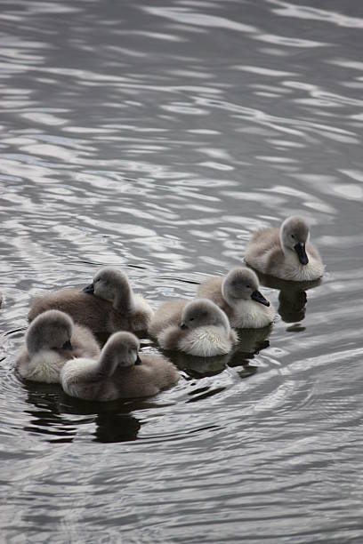 istock Swans, Chicks, Cygnets, large Swan family 478231302